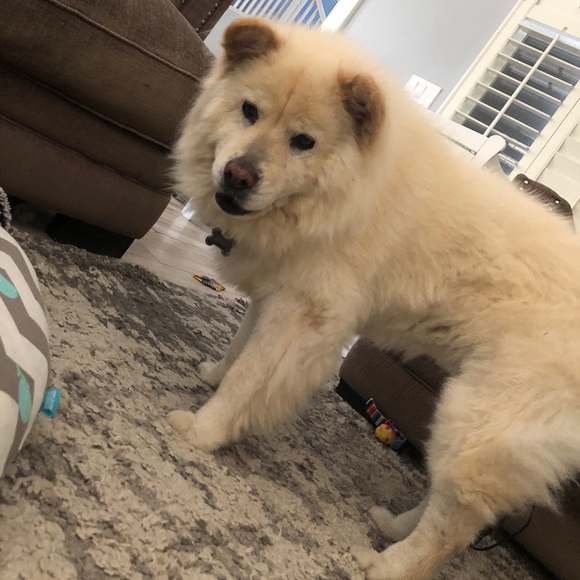 I have a love for rescuing animals and being a mom - Picture 3 of 9